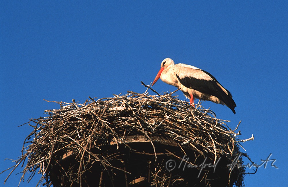White Stork in a nest on a chimney