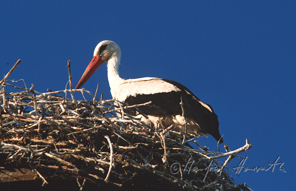 White Stork in a nest on a chimney
