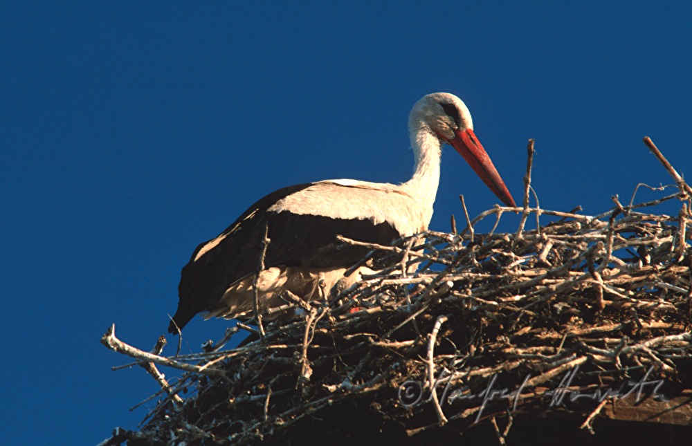 White Stork in a nest on a chimney