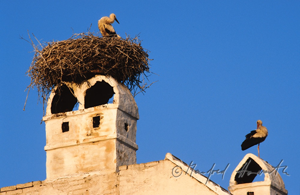 White Storks on chimneys
