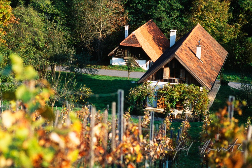 vineyard and cellar Weinek