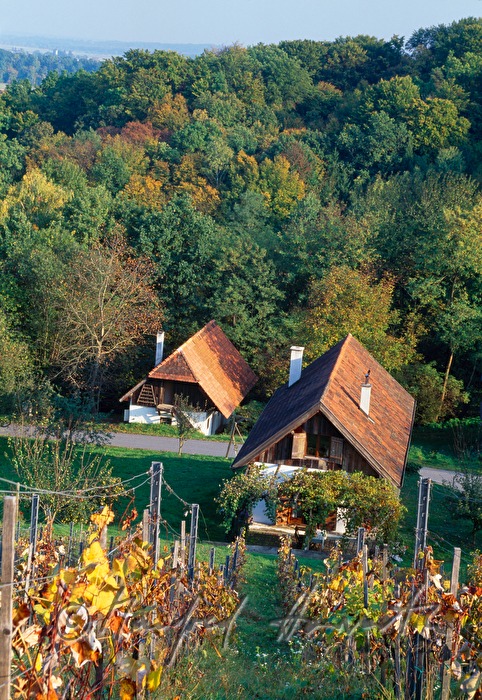 vineyard and cellar Weinek