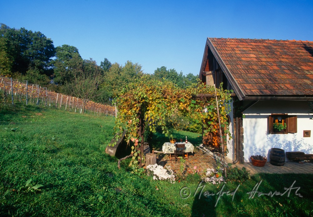 vineyard and cellar Weinek