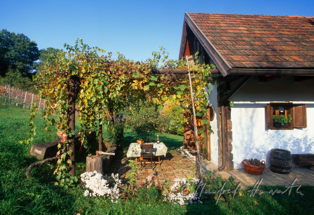 vineyard and cellar Weinek