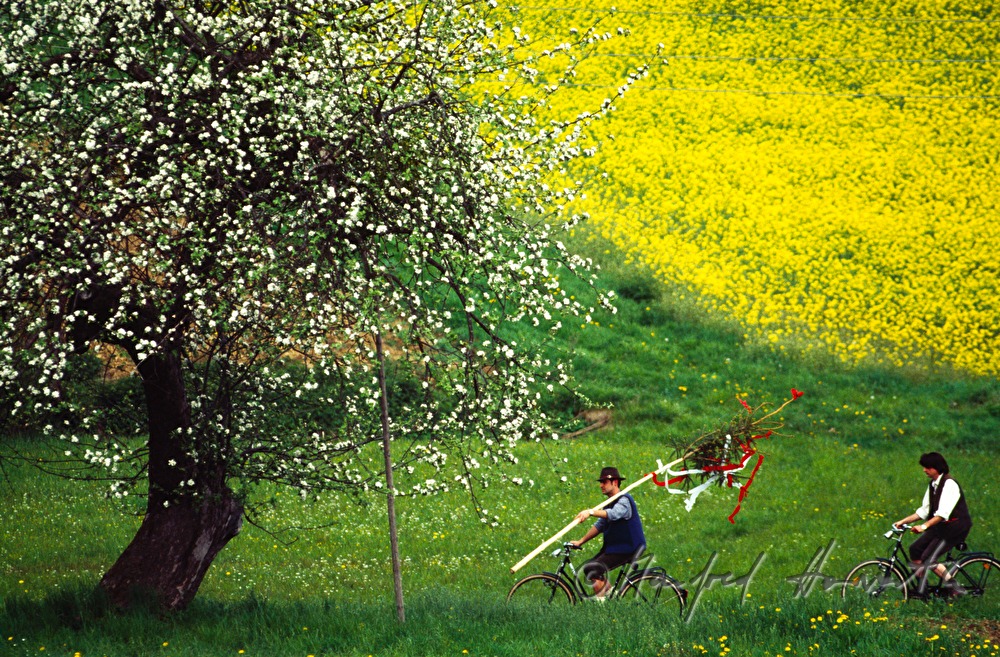 transport of Maypole with bicycle
