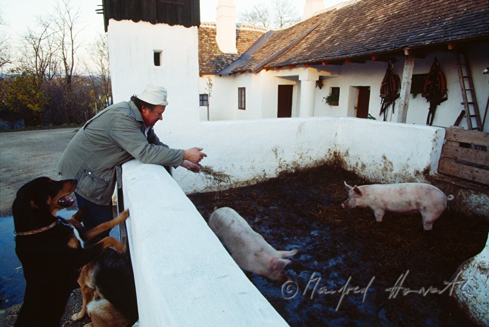 Josef Geissler feeds the pigs