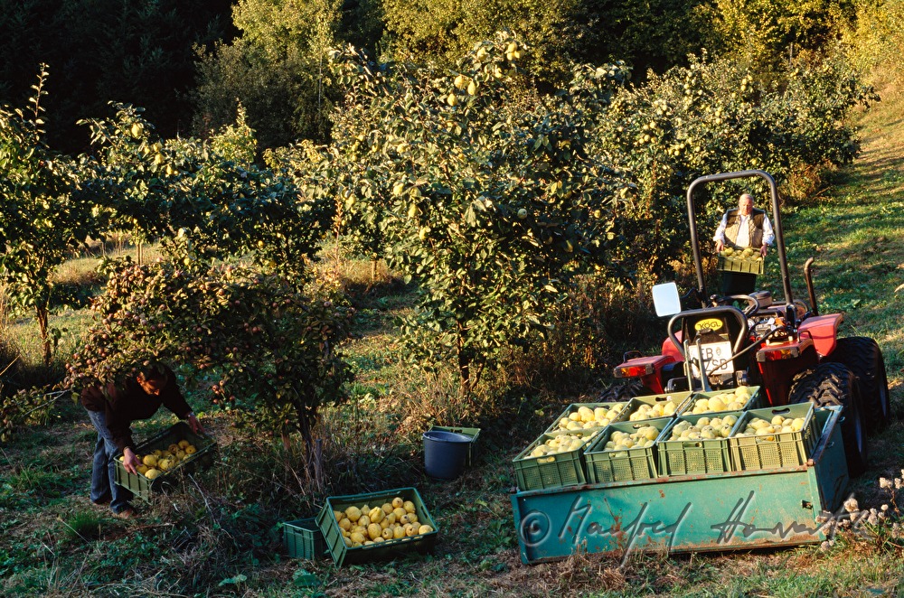 quince harvest in the orchard