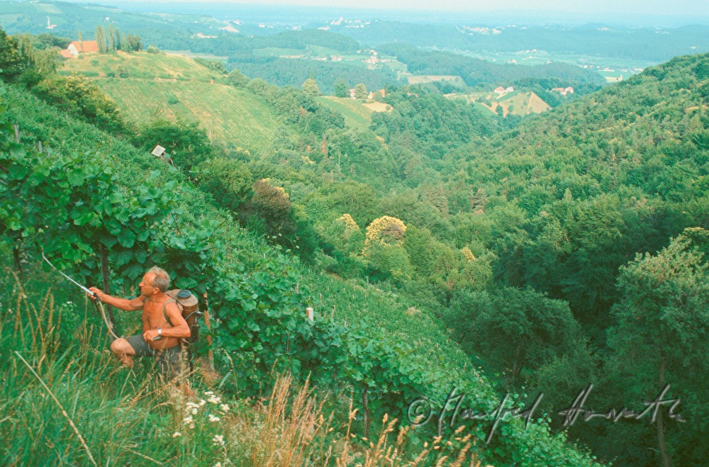 vintner at work in the steep vineyard