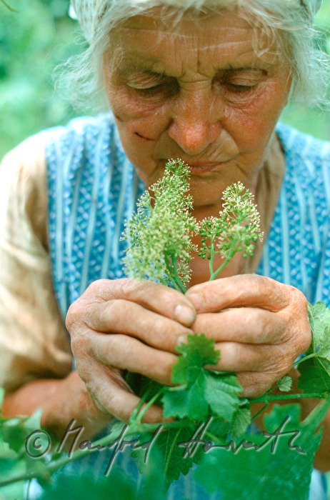 vintner smells a wine blossom