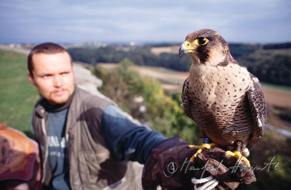 falconer with hawk at the falconry
