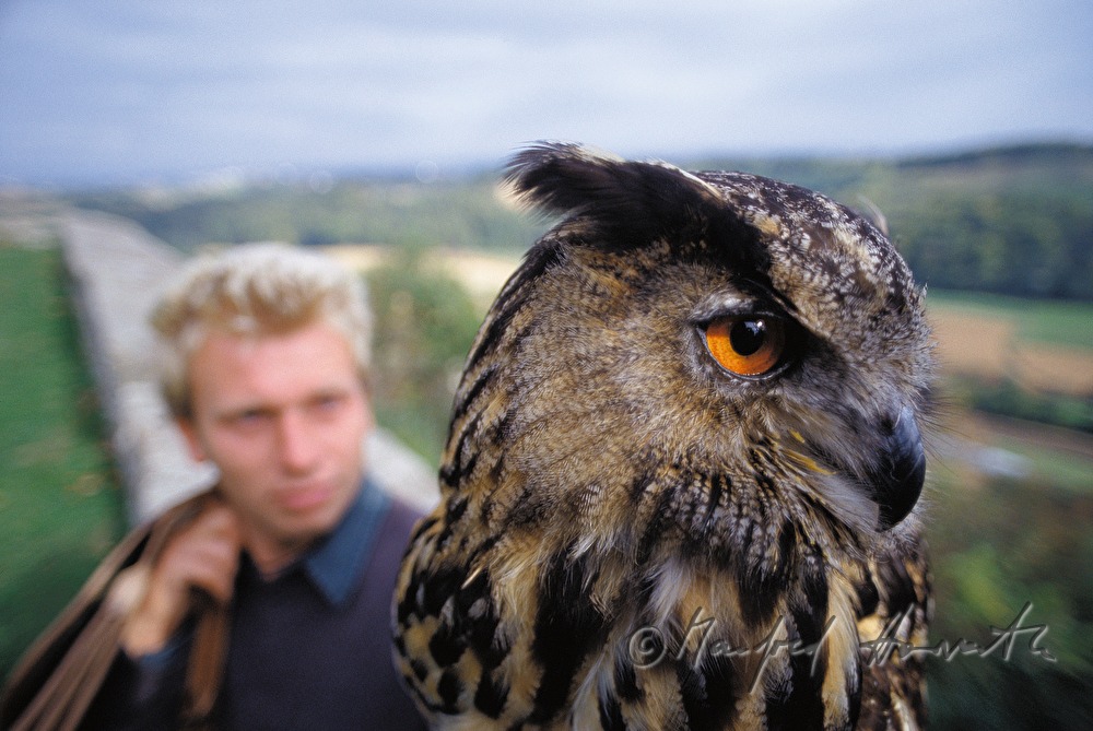 falconer with hawk at the falconry