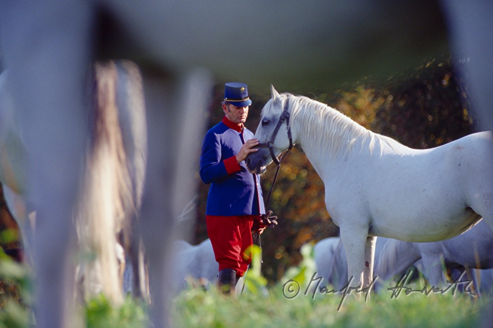 studs and foals with shepherd