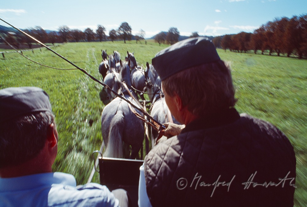 horse cab near Castle Piber