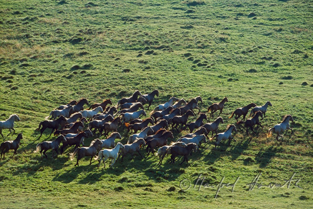 studs and foals on the meadow