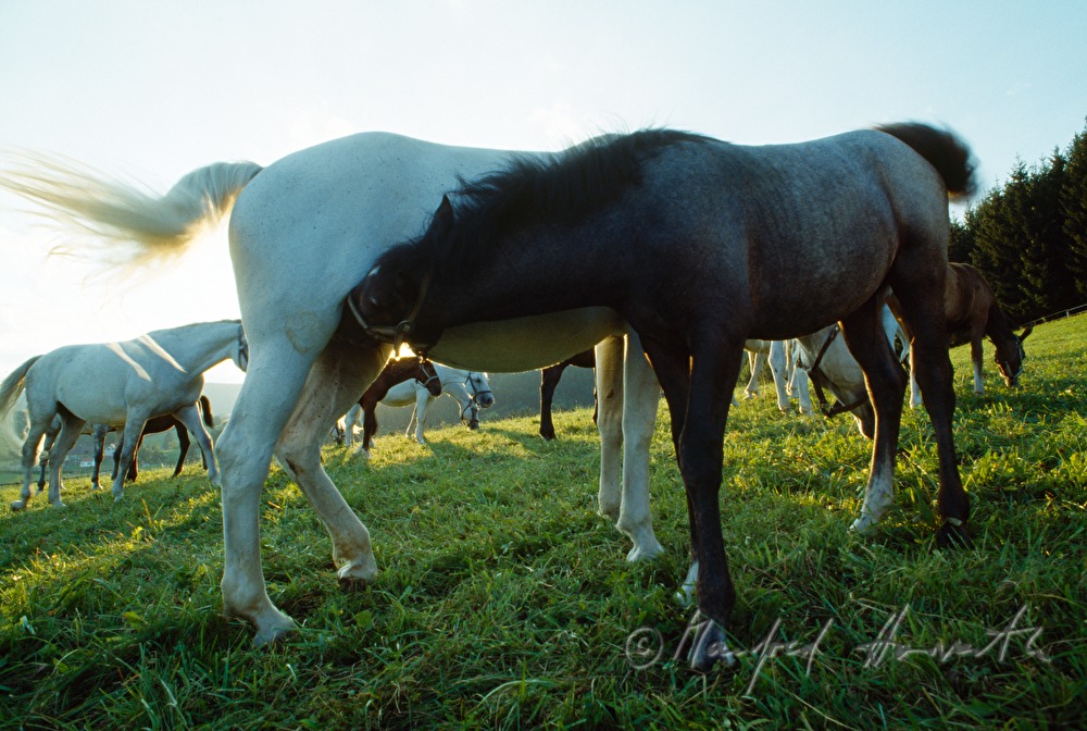 foal suckles on the mother mare