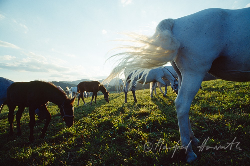 studs and foals on the meadow
