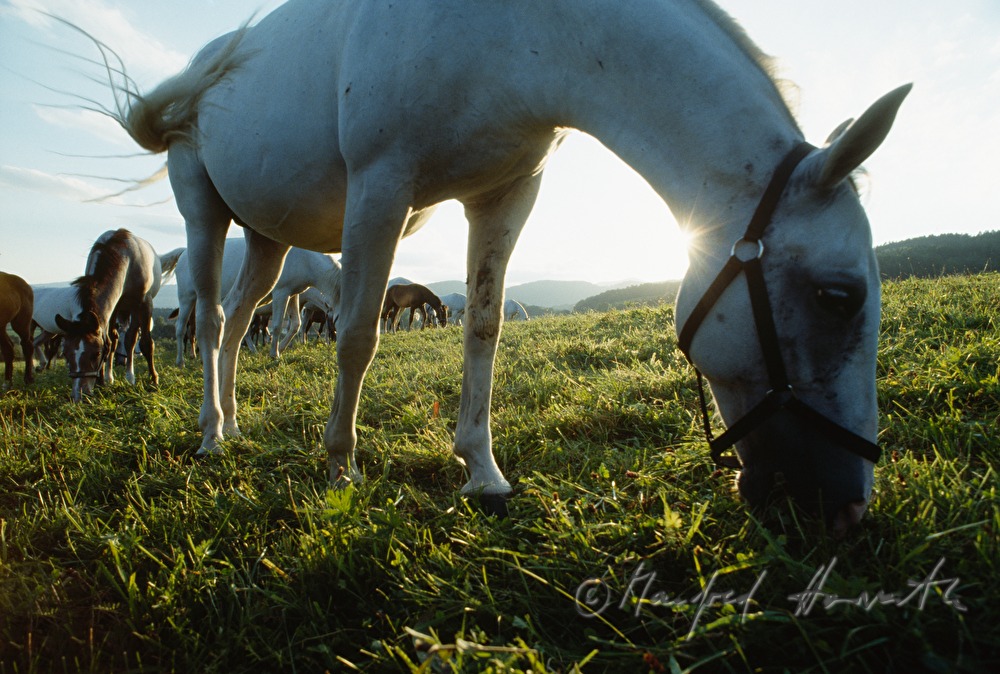 studs and foals on the meadow