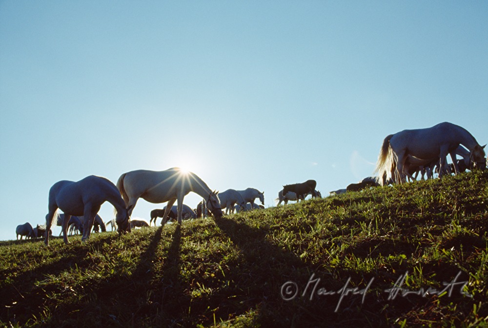 studs and foals on the meadow