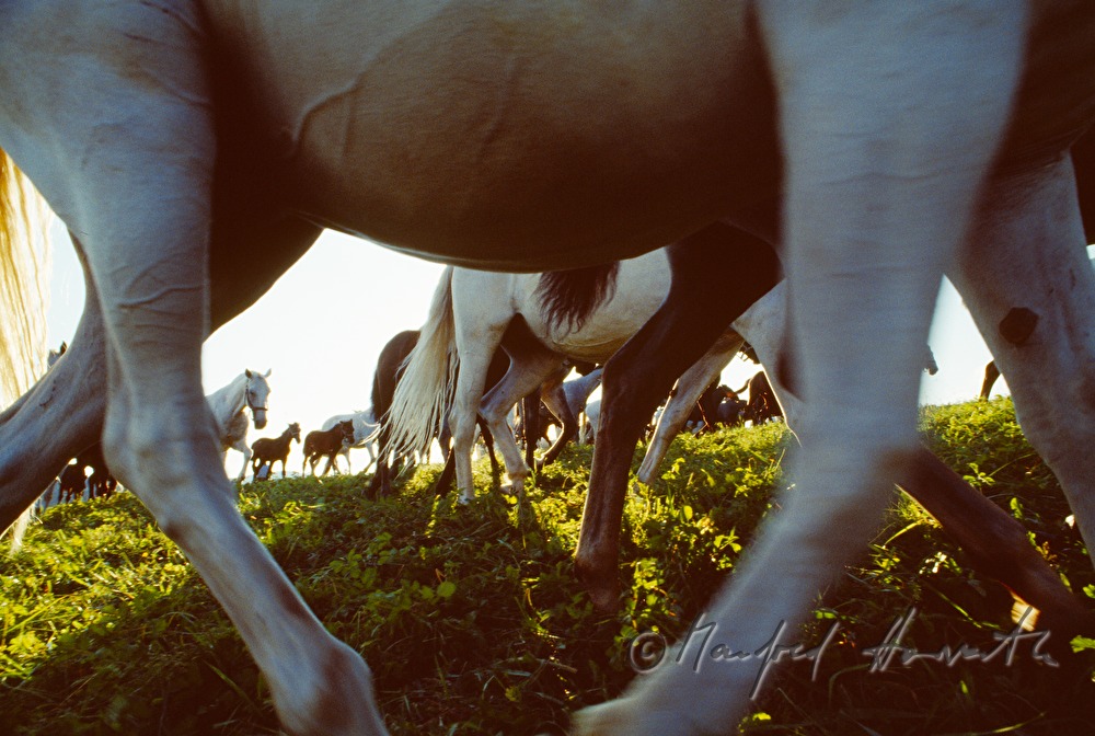 studs and foals on the meadow