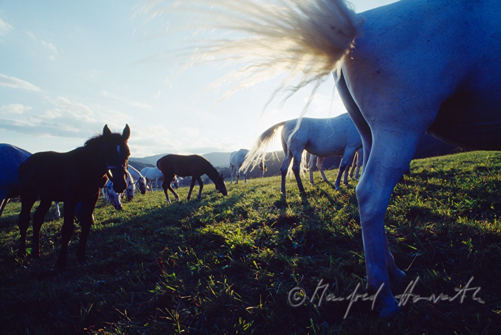 studs and foals on the meadow