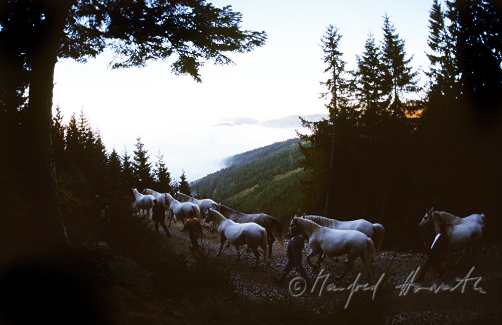 coming home from the alp (Stupalm)