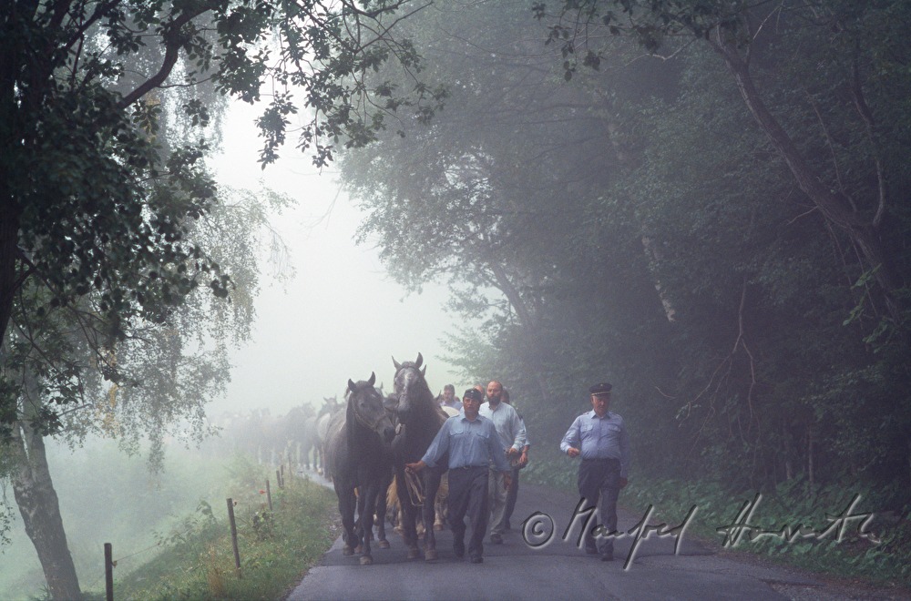 coming home from the alp (Stupalm)