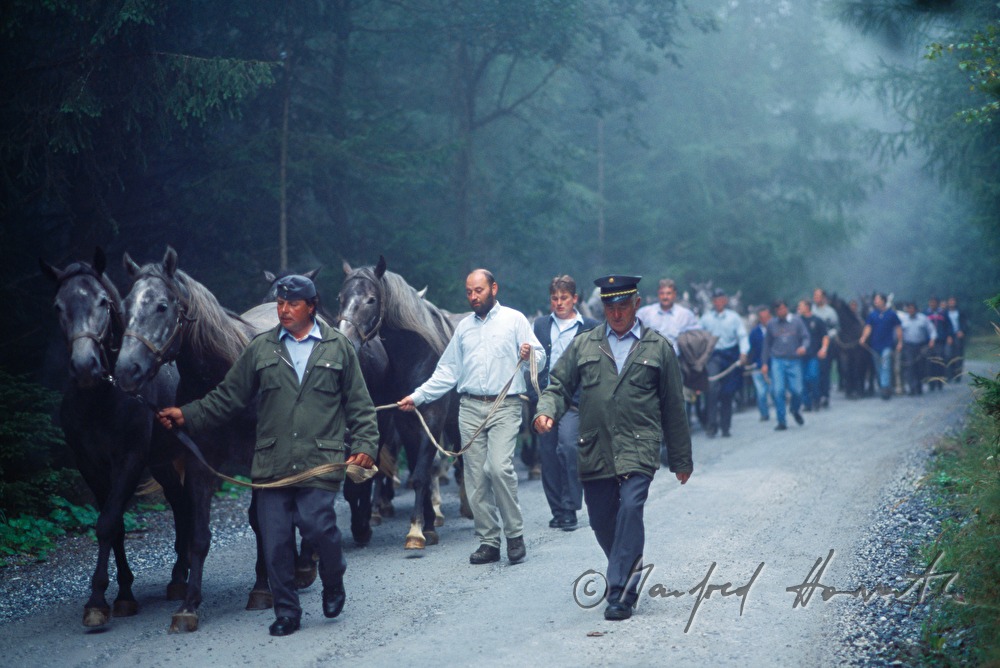 coming home from the alp (Stupalm)