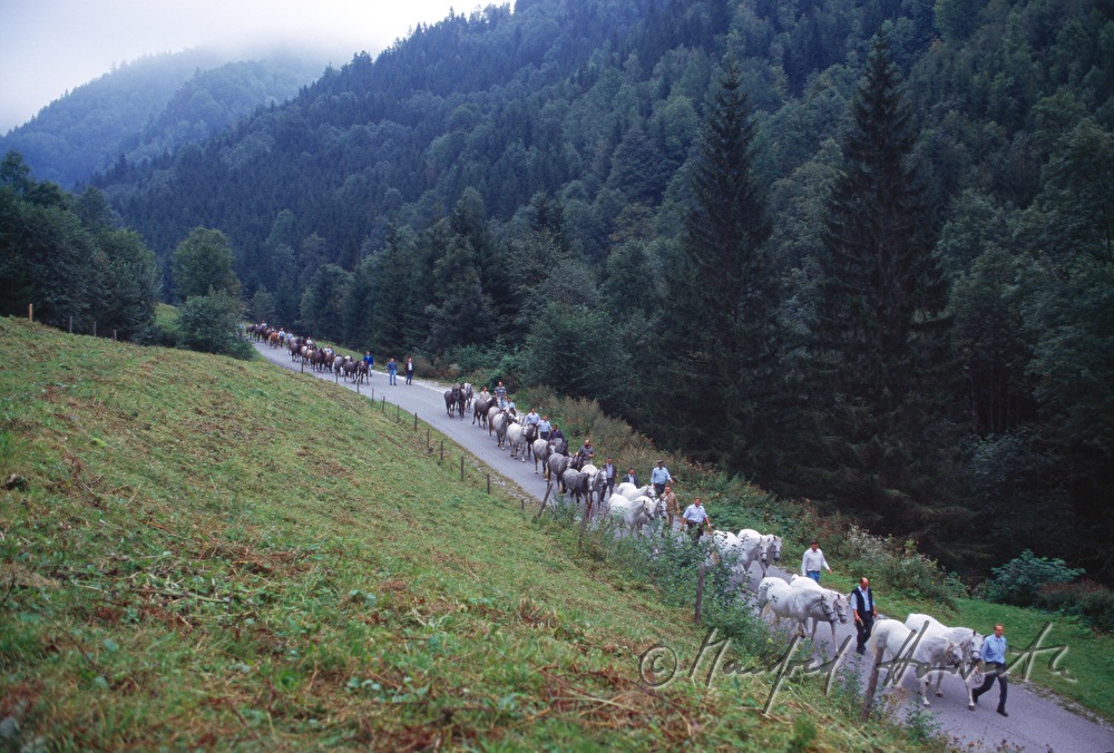 coming home from the alp (Stupalm)