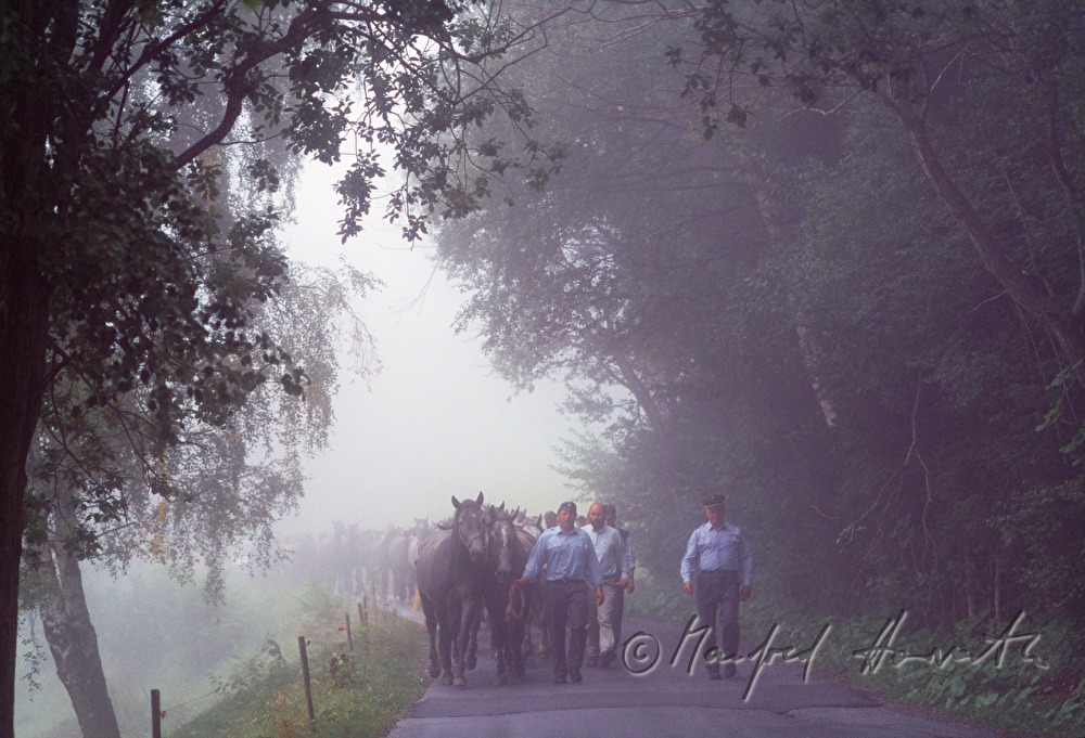 coming home from the alp (Stupalm)