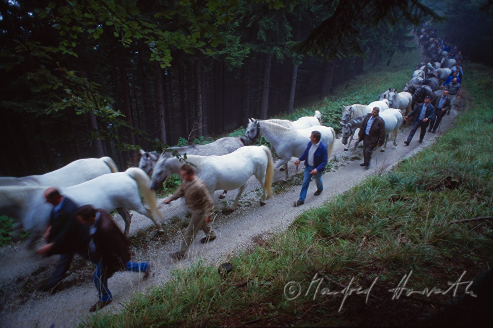 coming home from the alp (Stupalm)