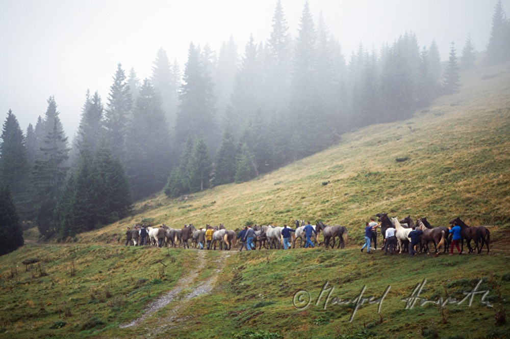 coming home from the alp (Stupalm)