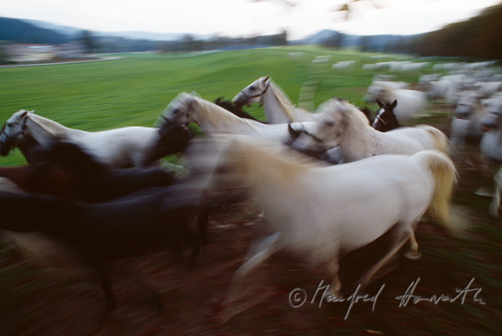 studs and foals galop on the meadow