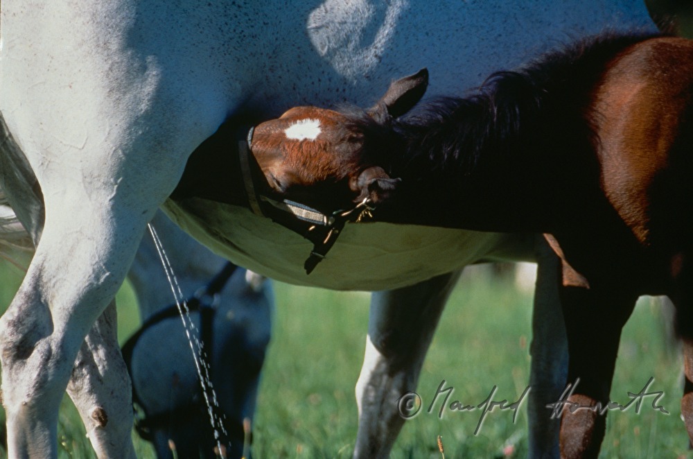 foal suckles on the mother mare