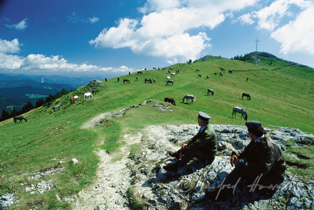shepherds watch the flock