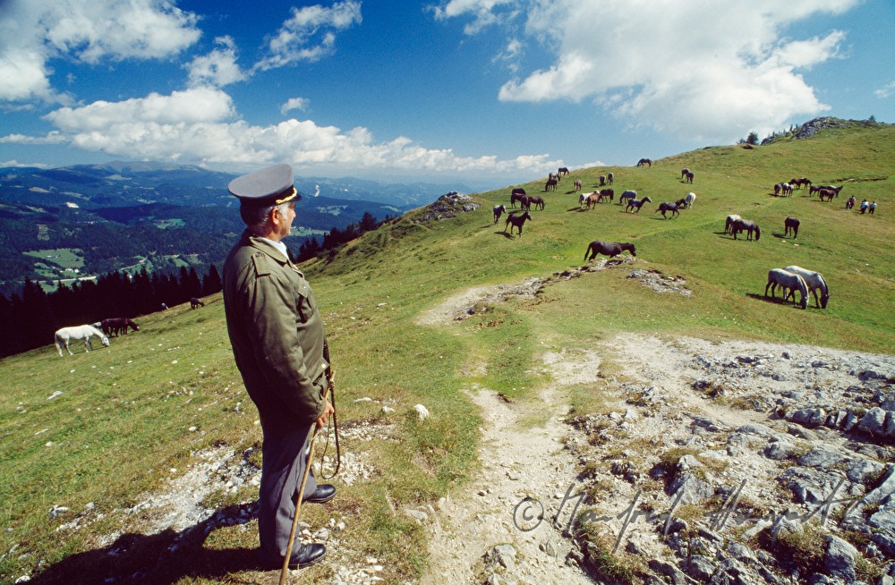 shepherd watches the flock