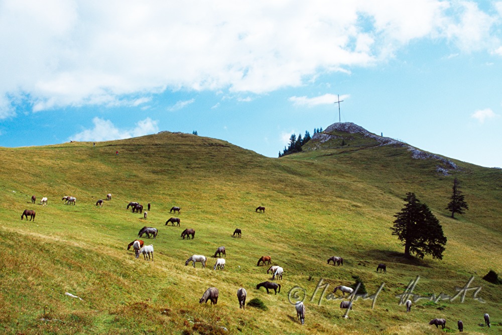 Lipizzane stallions on the pasture