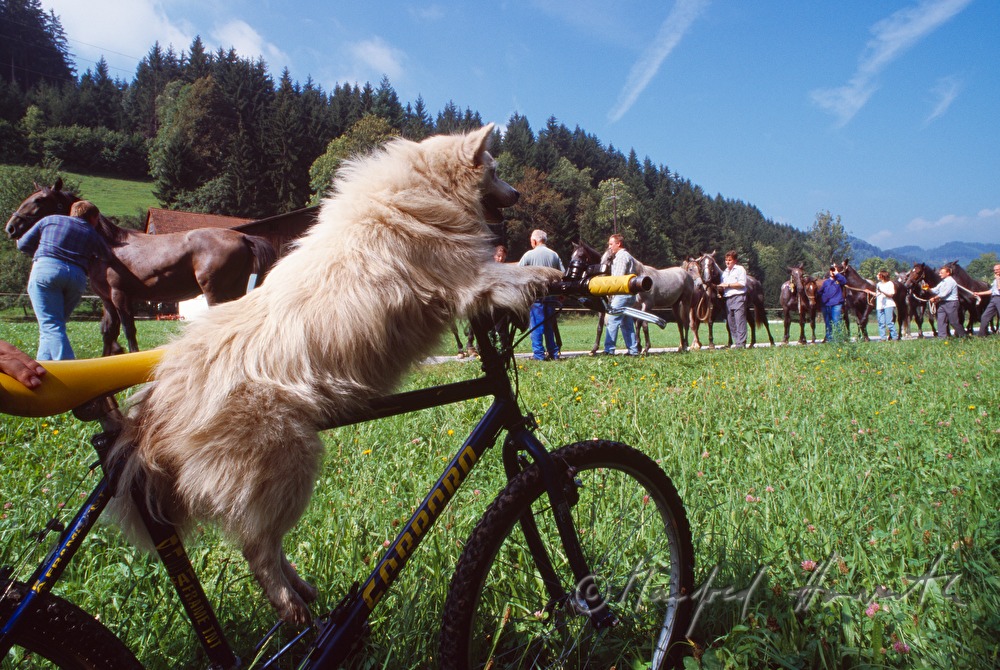 Lipizzaner coming home from the alp
