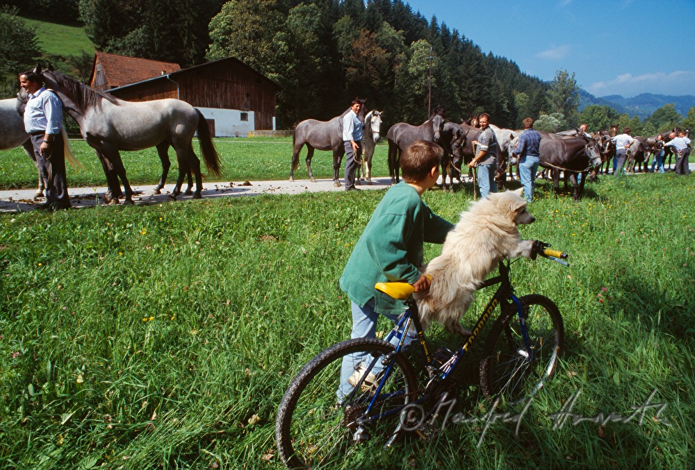 Lipizzaner coming home from the alp