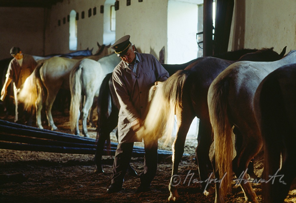 Lipizzaner-horses in the barn