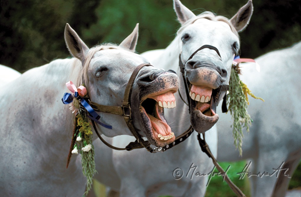decorated Lipizzane horses yawn