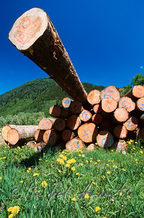 heap with tree trunks