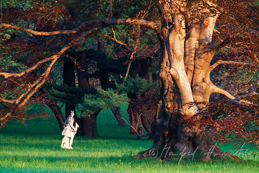 baroque garden sculpture and beech