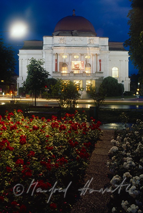 opera and rose flowerbed