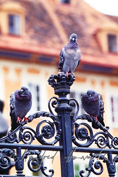 pigeons sitting on a fence