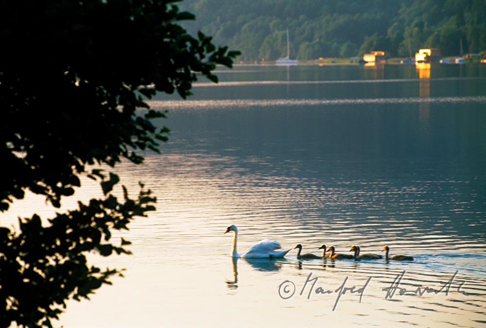family of swans