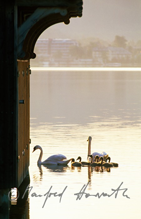 family of swans
