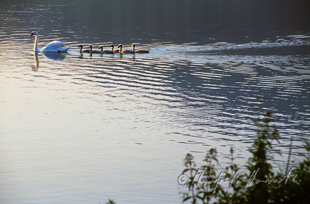 family of swans