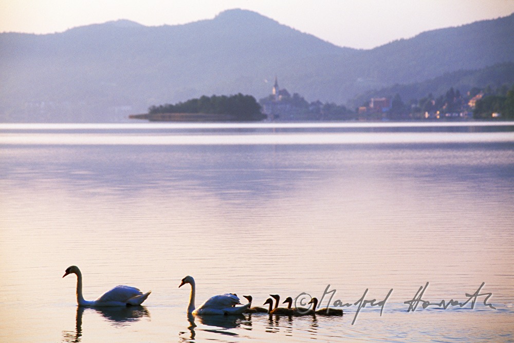 family of swans