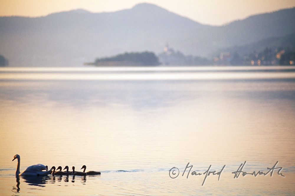 family of swans