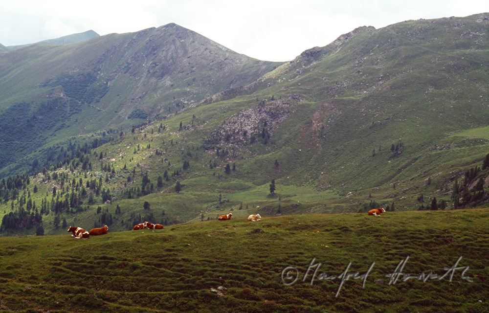 cows on the pasture